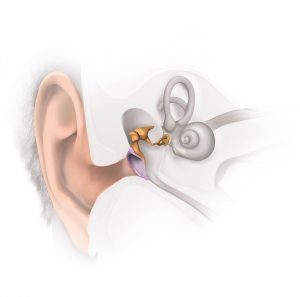 The ear and middle ear